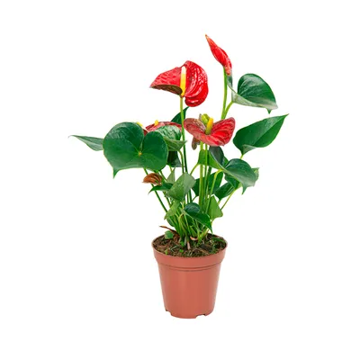 Anthurium Red Success - Antúrio Vermelho Pote 12