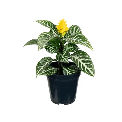 Aphelandra - Afelandra Pote 12