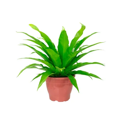 Asplenio Osaka Natural Pote 19