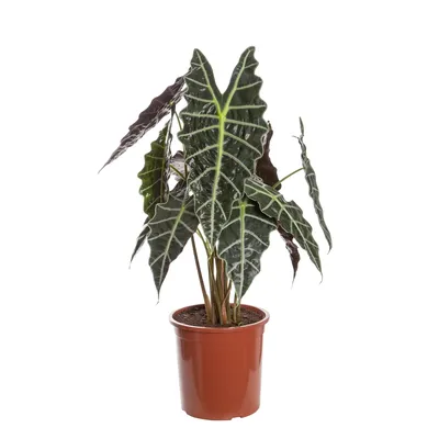 Alocasia Amazônica Planta Natural Pote 23
