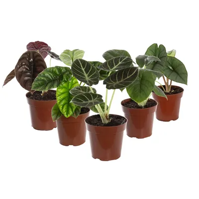 Alocasia Variada Planta Natural Pote 12