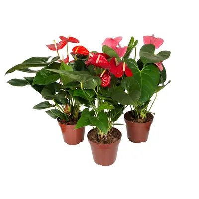 Anthurium Variado Planta Natural Pote 19