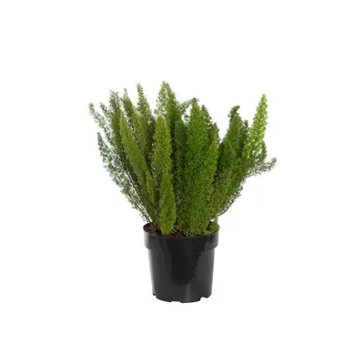 Aspargo Real Planta Natural Pote 17
