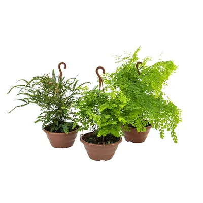 Avenca Variada Planta Natural Cuia 21