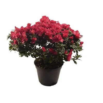 Azaleia Planta Natural Pote 09