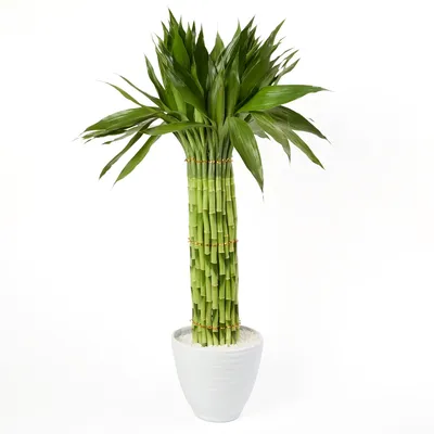 Dracena Circular Planta Natural Timlog