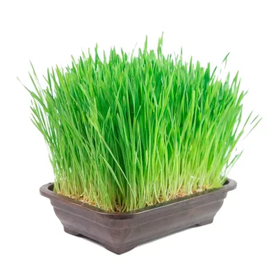 Graminha Vaso Trigo Bandeja Grass Pet